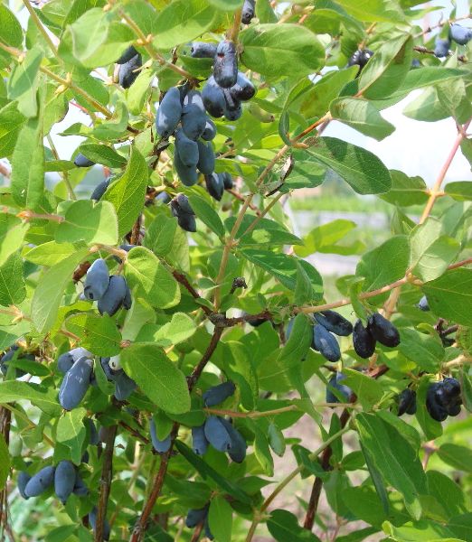 Lonicera caerulea 'Uspiech'